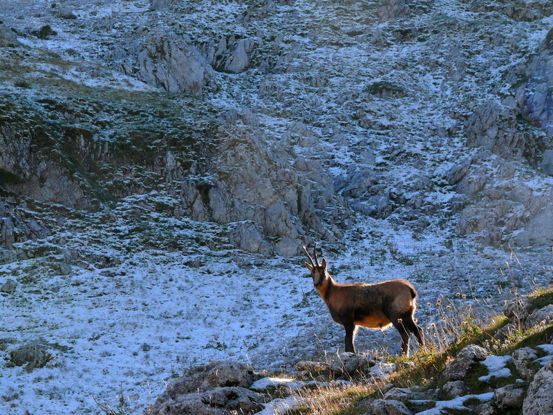 Camoscio d''Abruzzo Rupicapra pyrenaica ornata